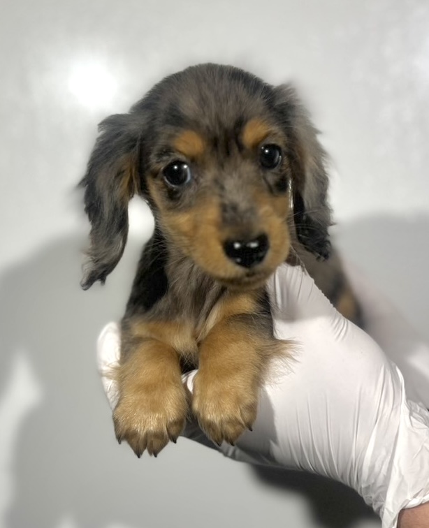 埼玉県のカニンヘンダックスフンド(ロング) (ペッツスマイル南中野店/2025年9月14日生まれ/女の子/シルバーダップル)の子犬の1枚目の画像