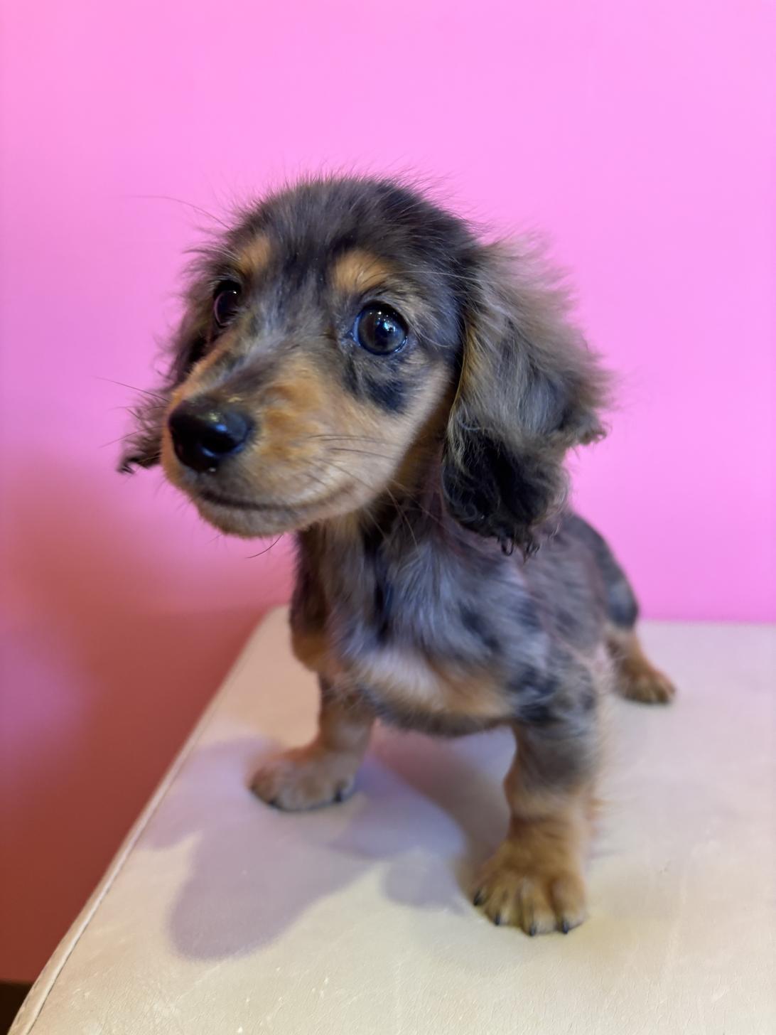 埼玉県のカニンヘンダックスフンド(ロング) (ペッツスマイル南中野店/2025年9月14日生まれ/女の子/シルバーダップル)の子犬の1枚目の画像