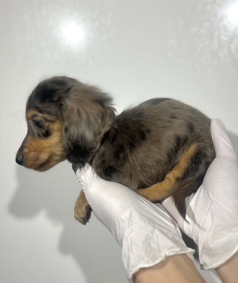 埼玉県のカニンヘンダックスフンド(ロング) (ペッツスマイル南中野店/2025年9月14日生まれ/女の子/シルバーダップル)の子犬の2枚目の画像