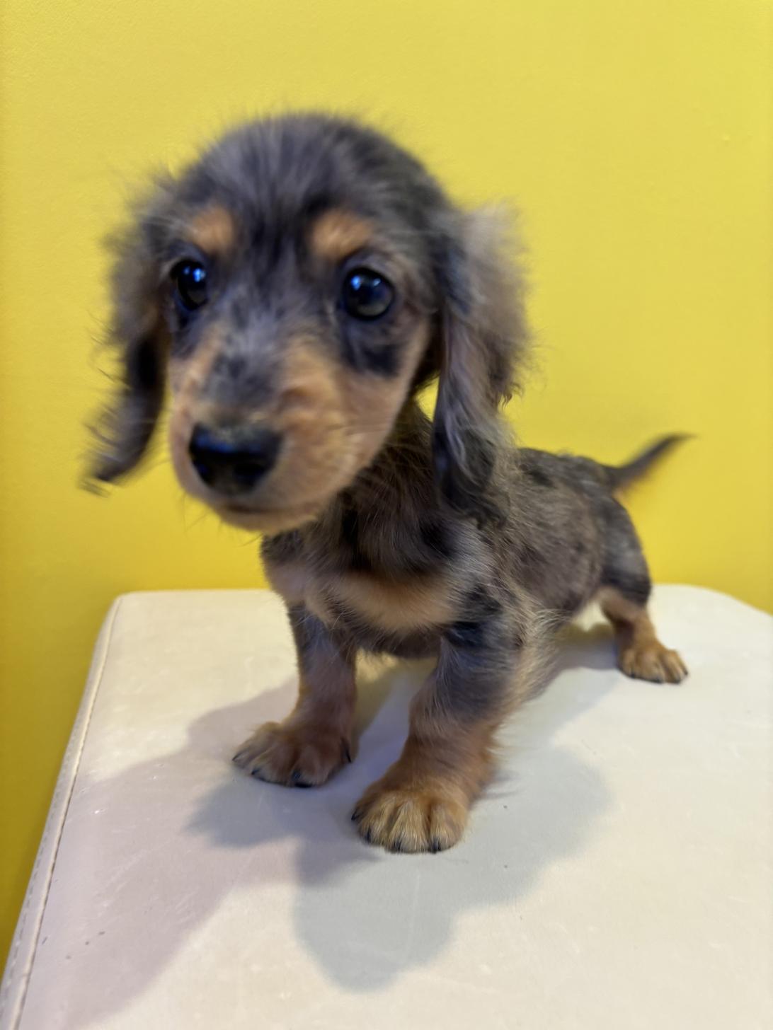 埼玉県のカニンヘンダックスフンド(ロング) (ペッツスマイル南中野店/2025年9月14日生まれ/女の子/シルバーダップル)の子犬の2枚目の画像