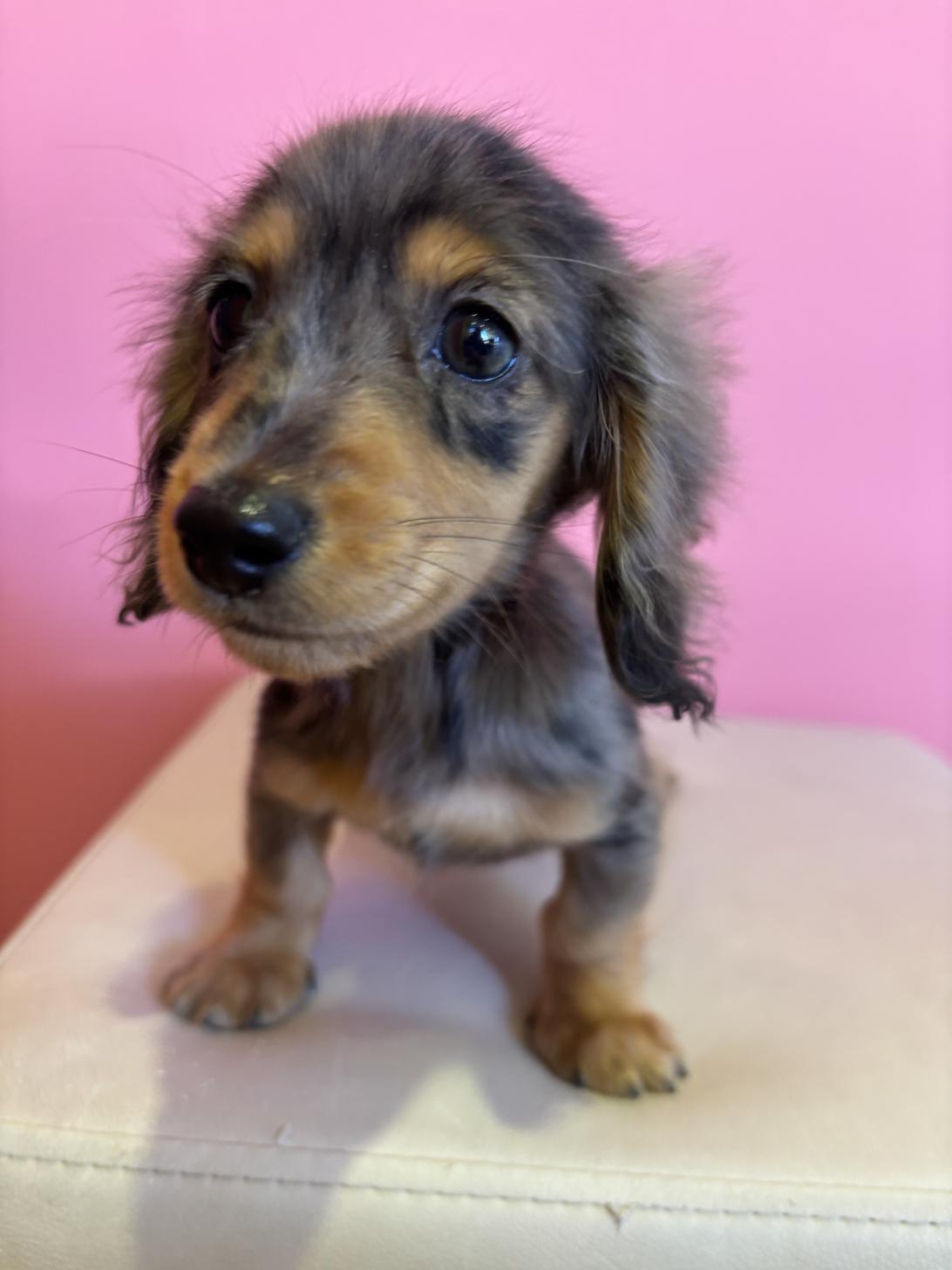 埼玉県のカニンヘンダックスフンド(ロング) (ペッツスマイル南中野店/2025年9月14日生まれ/女の子/シルバーダップル)の子犬の3枚目の画像