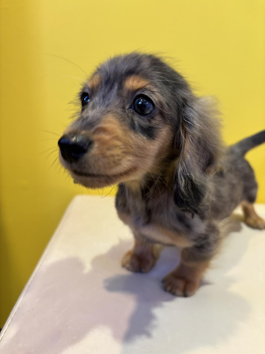 埼玉県のカニンヘンダックスフンド(ロング) (ペッツスマイル南中野店/2025年9月14日生まれ/女の子/シルバーダップル)の子犬の4枚目の画像