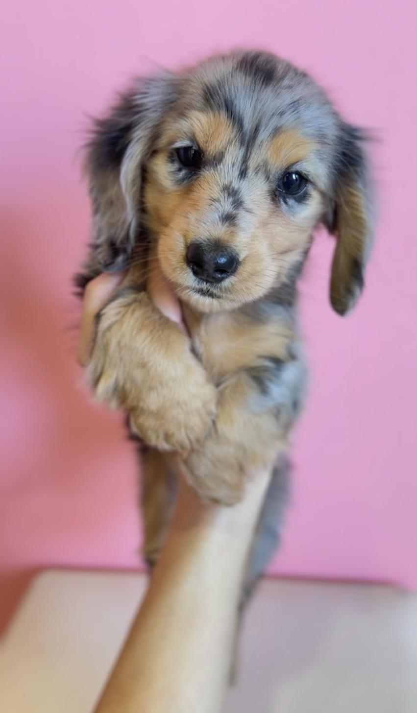 埼玉県のミニチュアダックスフンド(ロング) (PET SHOP Tiny tales/2025年12月20日生まれ/男の子/シルバーダップル)の子犬の1枚目の画像