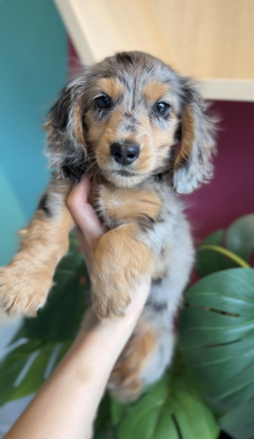 埼玉県のミニチュアダックスフンド(ロング) (PET SHOP Tiny tales/2025年12月20日生まれ/男の子/シルバーダップル)の子犬の1枚目の画像