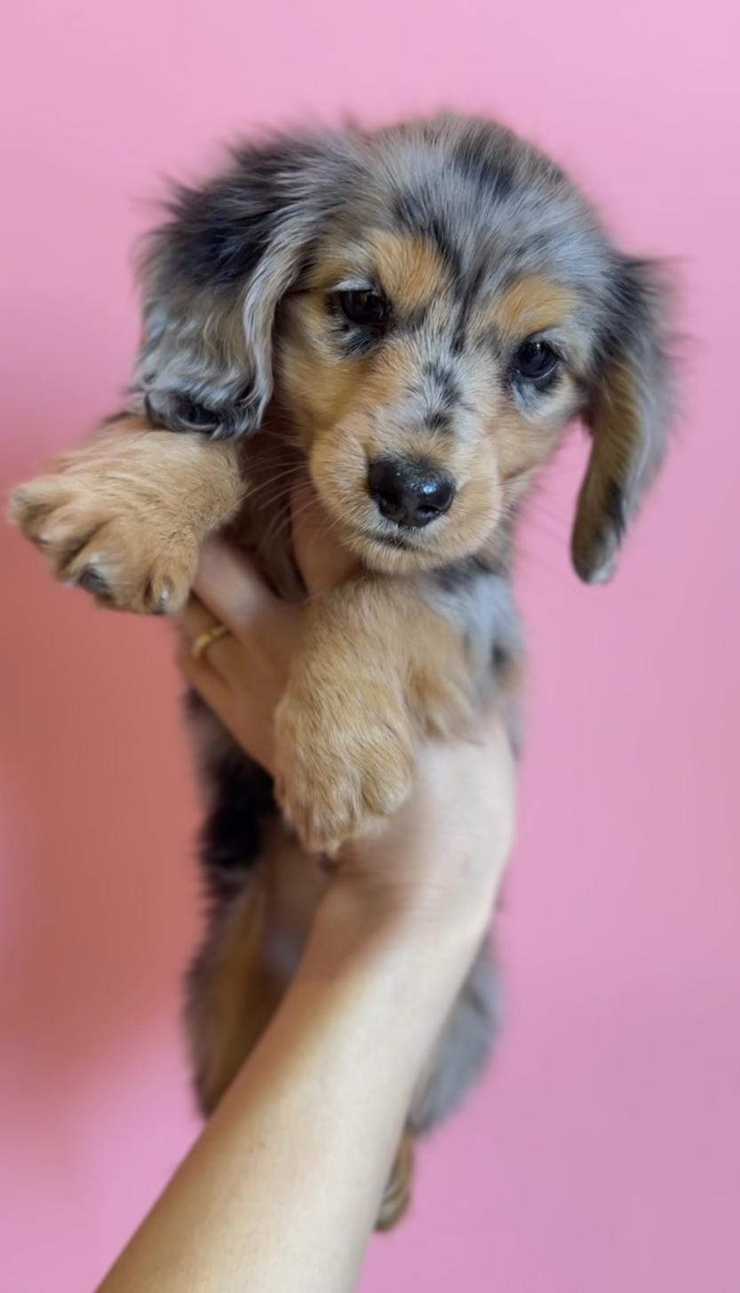 埼玉県のミニチュアダックスフンド(ロング) (PET SHOP Tiny tales/2025年12月20日生まれ/男の子/シルバーダップル)の子犬の2枚目の画像