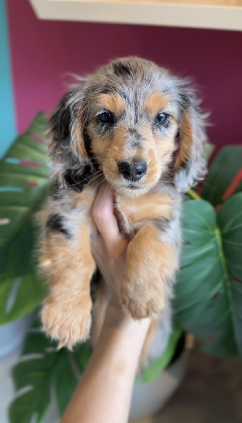 埼玉県のミニチュアダックスフンド(ロング) (PET SHOP Tiny tales/2025年12月20日生まれ/男の子/シルバーダップル)の子犬の2枚目の画像