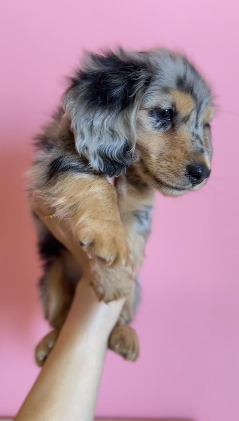 埼玉県のミニチュアダックスフンド(ロング) (PET SHOP Tiny tales/2025年12月20日生まれ/男の子/シルバーダップル)の子犬の3枚目の画像