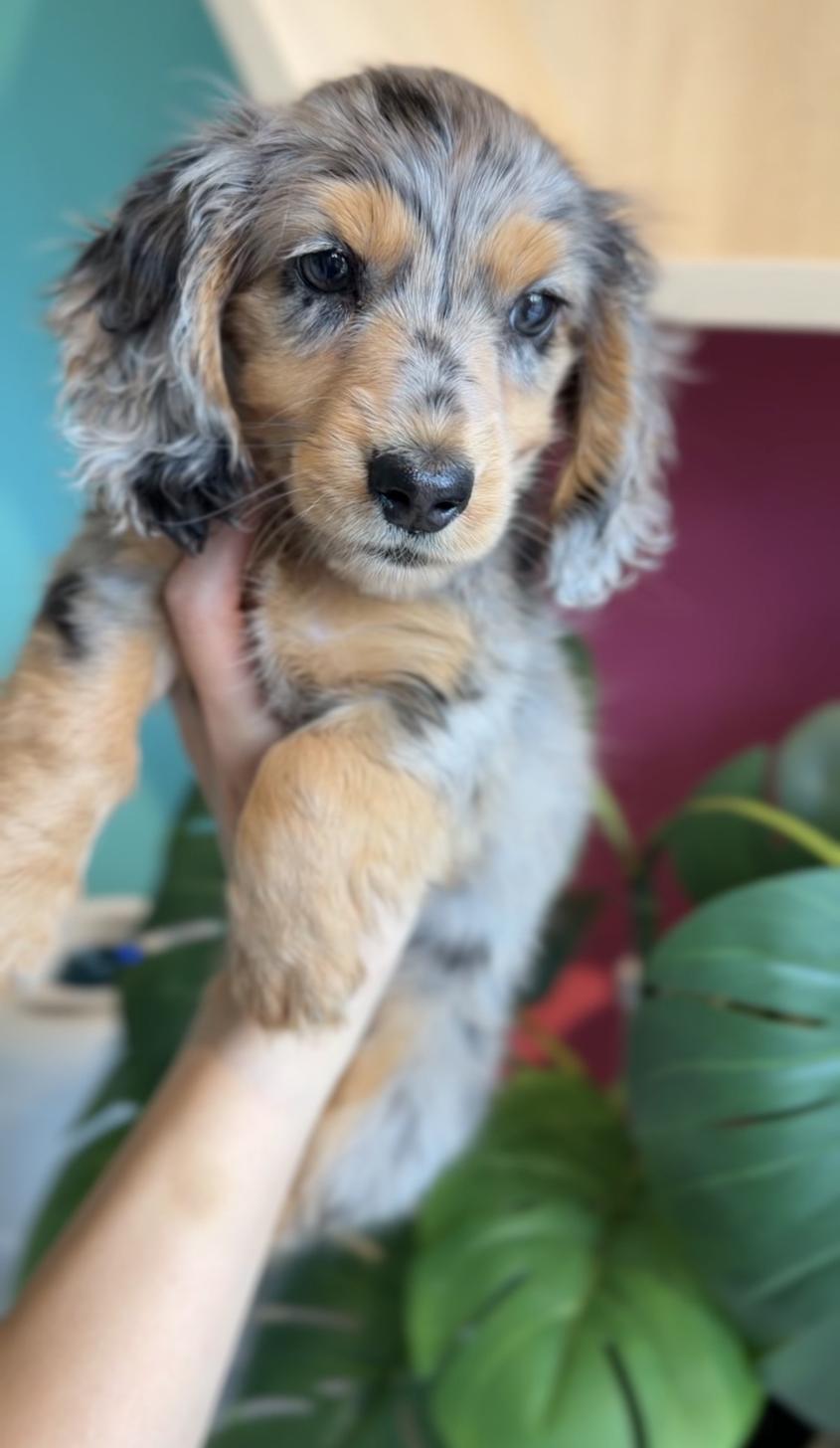 埼玉県のミニチュアダックスフンド(ロング) (PET SHOP Tiny tales/2025年12月20日生まれ/男の子/シルバーダップル)の子犬の3枚目の画像