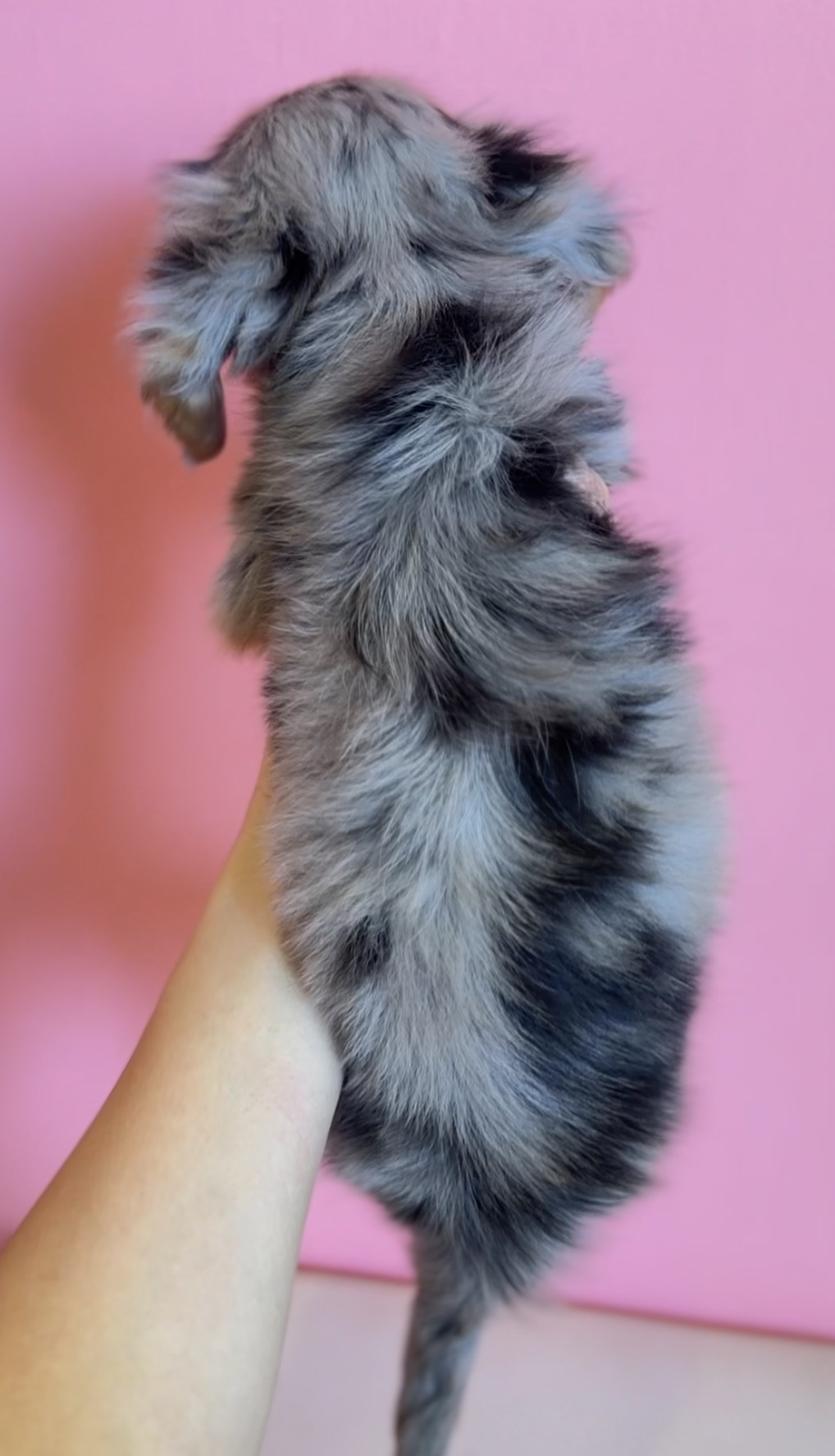 埼玉県のミニチュアダックスフンド(ロング) (PET SHOP Tiny tales/2025年12月20日生まれ/男の子/シルバーダップル)の子犬の4枚目の画像