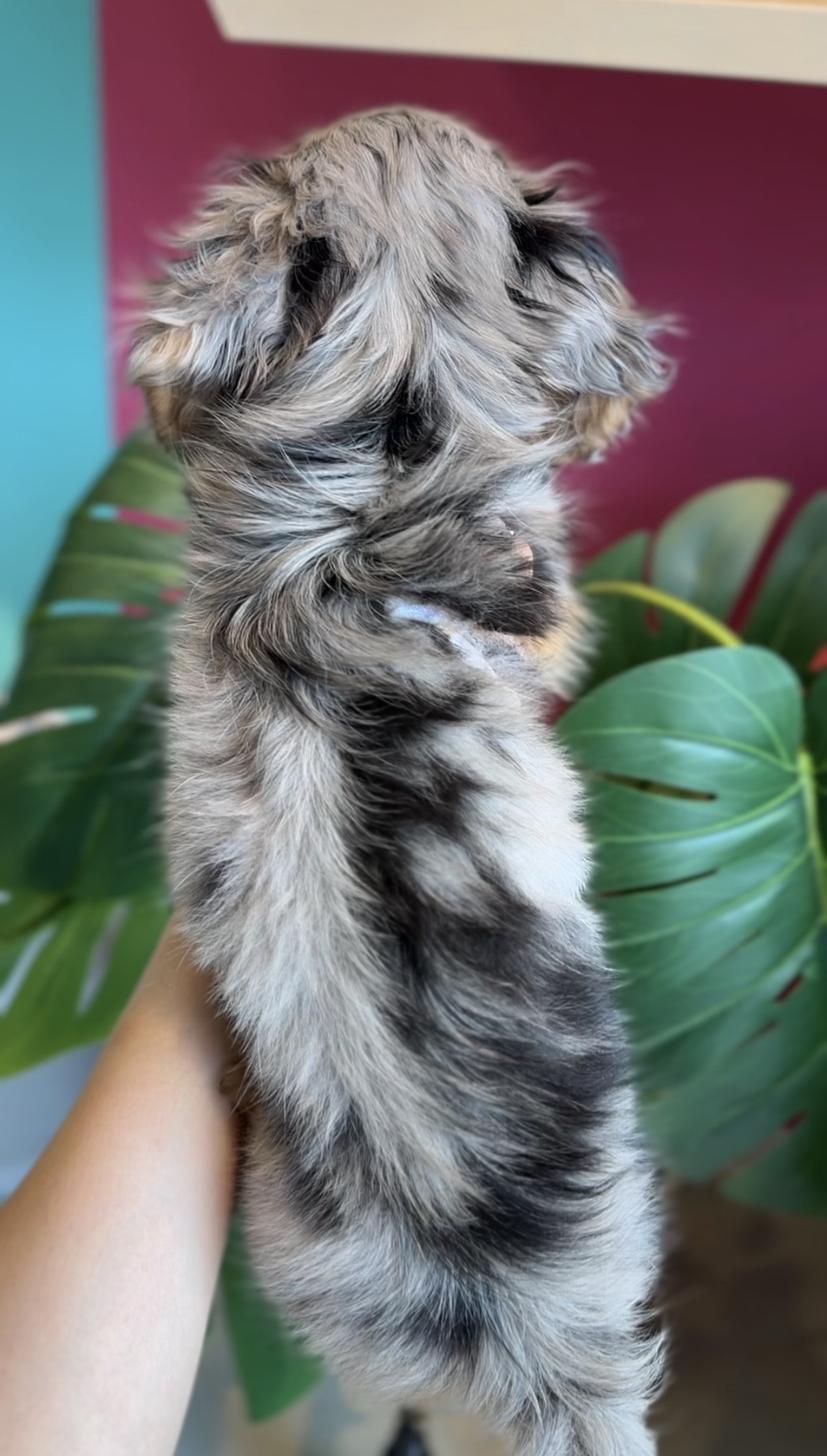 埼玉県のミニチュアダックスフンド(ロング) (PET SHOP Tiny tales/2025年12月20日生まれ/男の子/シルバーダップル)の子犬の4枚目の画像