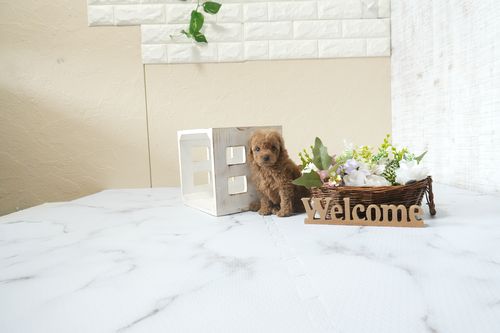 滋賀県のトイプードル(タイニー) (いっぷく湖南店/2026年2月26日生まれ/女の子/レッドフォーン)の子犬の1枚目の画像