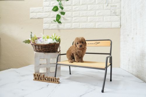 滋賀県のトイプードル(タイニー) (いっぷく湖南店/2026年2月26日生まれ/女の子/レッドフォーン)の子犬の2枚目の画像