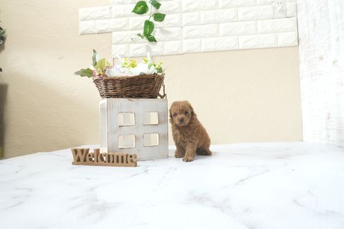 滋賀県のトイプードル(タイニー) (いっぷく湖南店/2026年2月26日生まれ/女の子/レッドフォーン)の子犬の3枚目の画像