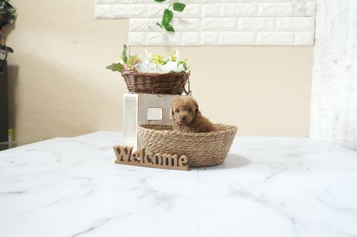 滋賀県のトイプードル(タイニー) (いっぷく湖南店/2026年2月26日生まれ/女の子/レッドフォーン)の子犬の4枚目の画像