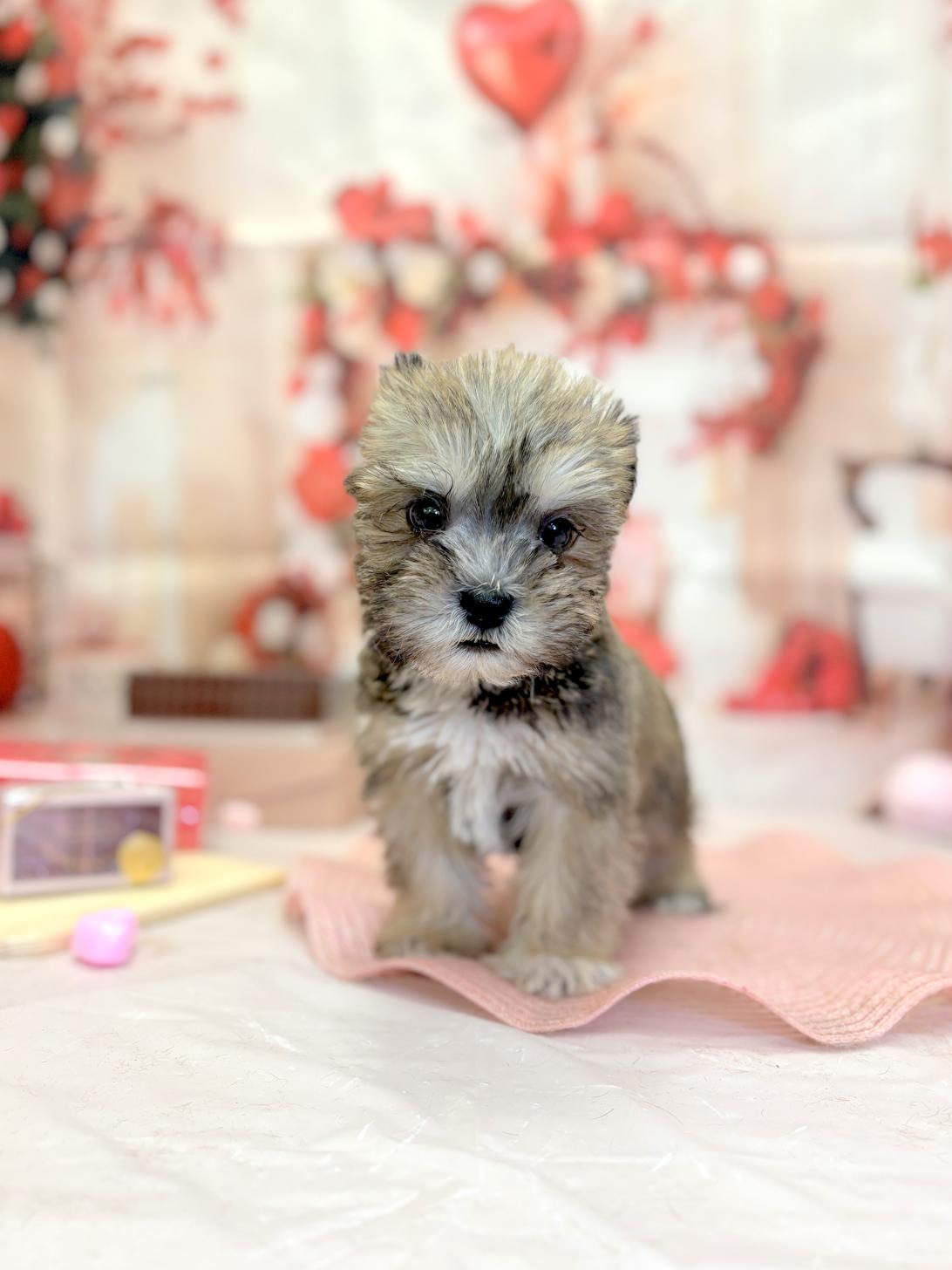 北海道のハーフ犬・ミックス犬 (ラブワンコ平岸店/2025年12月18日生まれ/男の子/フォーン)の子犬