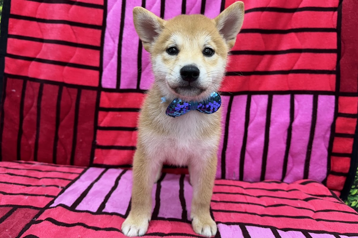 愛知県の柴犬(標準サイズ) (ハピースペット鳴海店/2025年3月22日生まれ/男の子/赤)の子犬