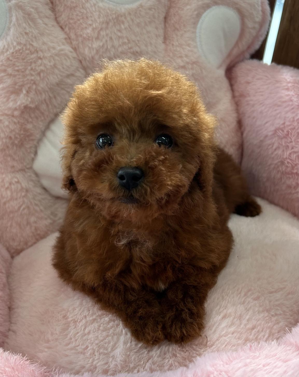 福岡県のトイプードル(トイ) (スタードッグス大牟田店/2025年12月2日生まれ/男の子/レッド)の子犬