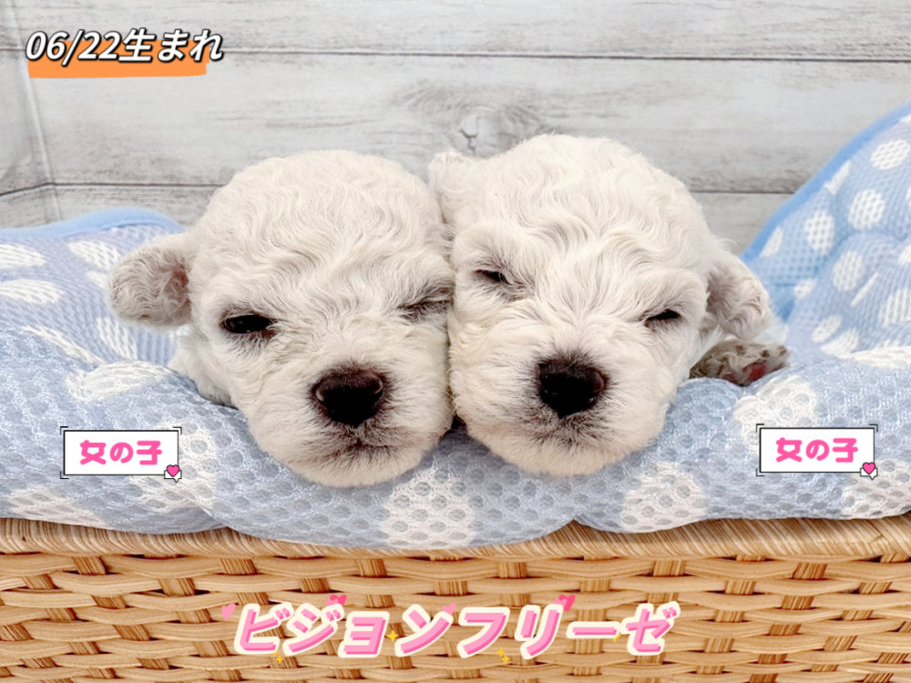 新潟県のビションフリーゼ (竹内ペット 新潟西店/2026年6月22日生まれ/女の子/ホワイト)の子犬の1枚目の画像
