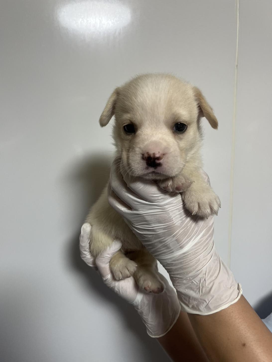 埼玉県のハーフ犬・ミックス犬 (ペッツスマイル南中野店/2026年5月12日生まれ/女の子/クリームホワイト)の子犬の1枚目の画像