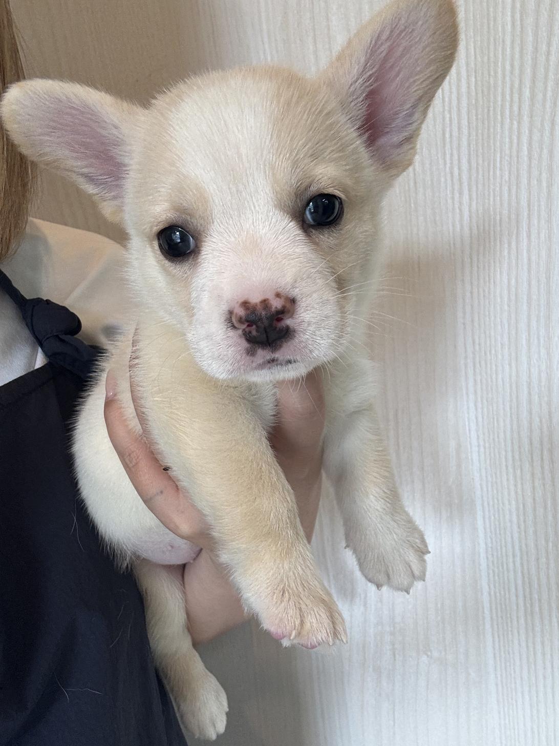埼玉県のハーフ犬・ミックス犬 (ペッツスマイル南中野店/2026年5月12日生まれ/女の子/クリームホワイト)の子犬の1枚目の画像