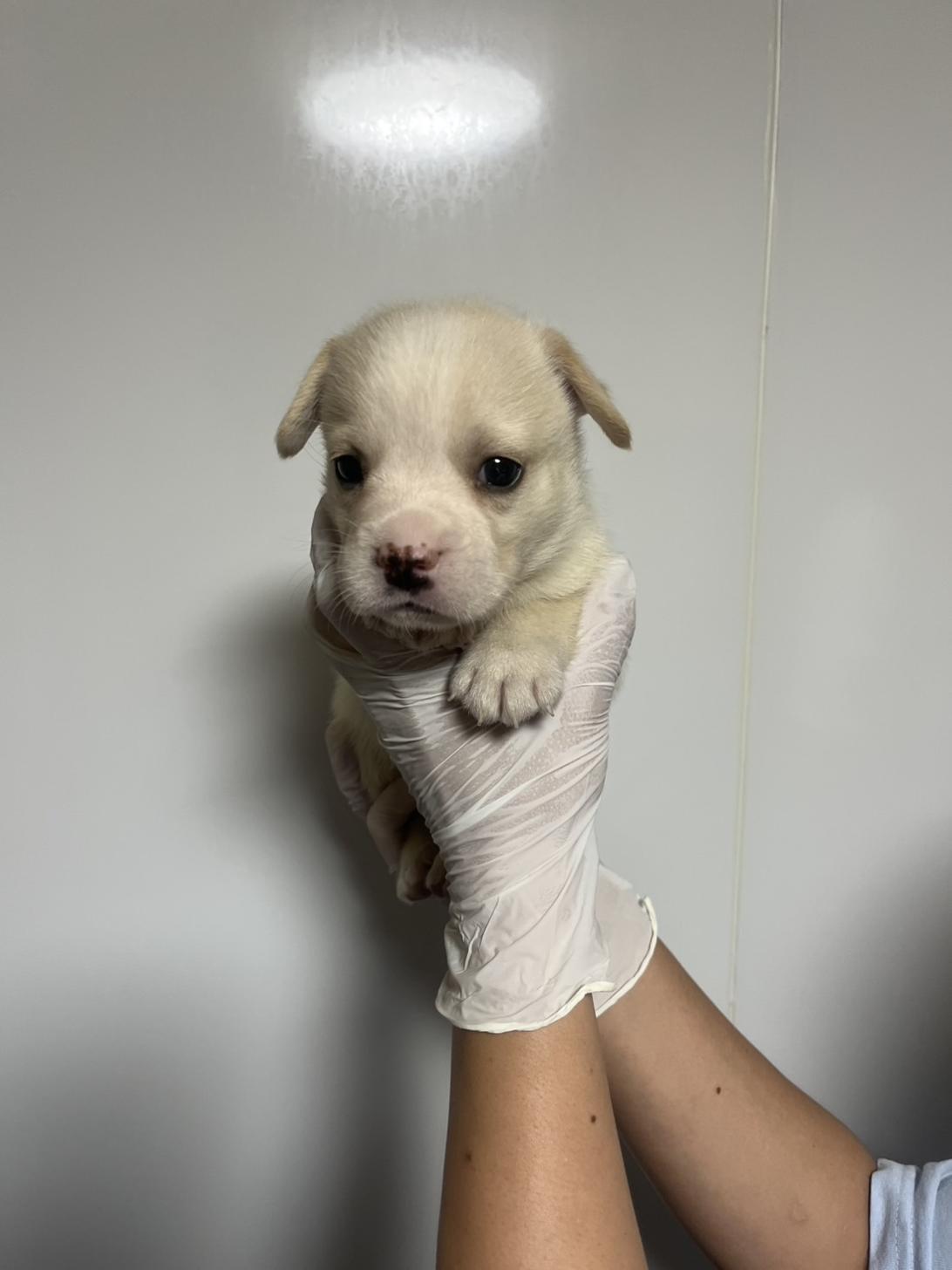 埼玉県のハーフ犬・ミックス犬 (ペッツスマイル南中野店/2026年5月12日生まれ/女の子/クリームホワイト)の子犬の2枚目の画像