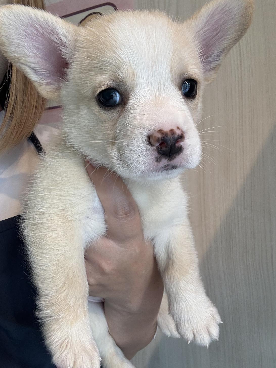 埼玉県のハーフ犬・ミックス犬 (ペッツスマイル南中野店/2026年5月12日生まれ/女の子/クリームホワイト)の子犬の2枚目の画像