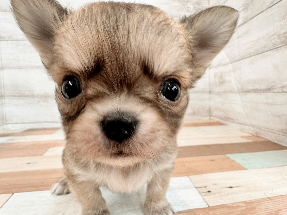 新潟県のチワワ(ロング) (竹内ペット 新潟西店/2025年11月2日生まれ/男の子/フォーン)の子犬の1枚目の画像