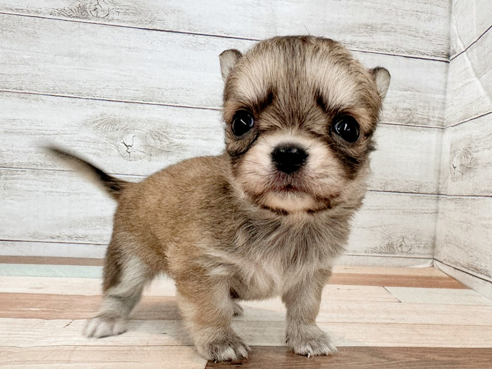 新潟県のチワワ(ロング) (竹内ペット 新潟西店/2025年11月2日生まれ/男の子/フォーン)の子犬の2枚目の画像