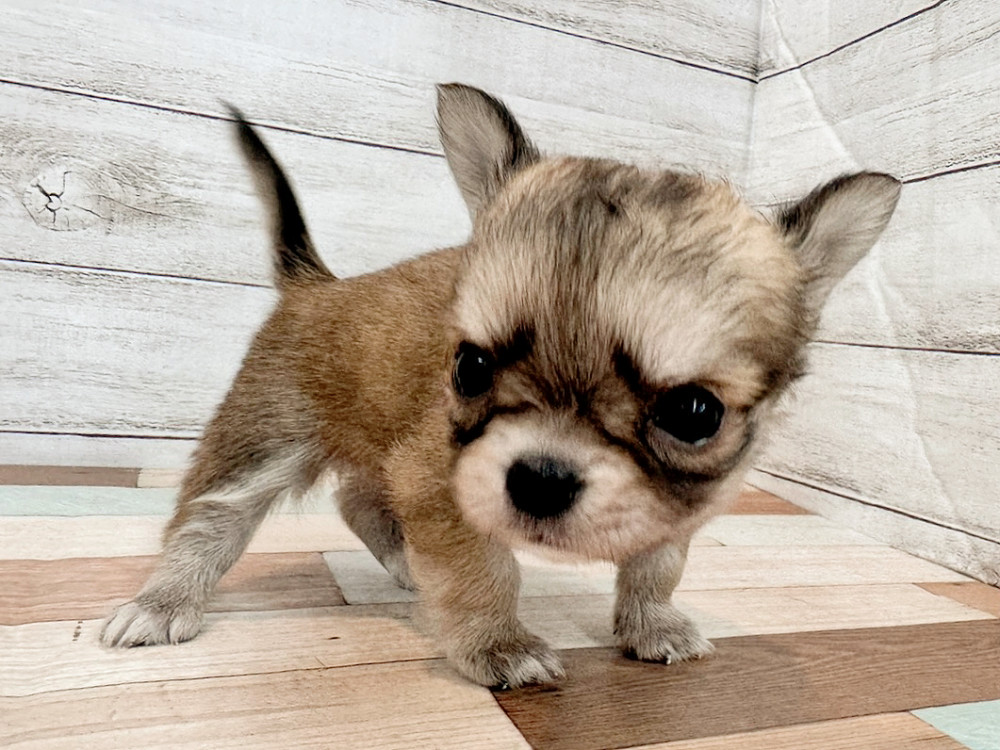 新潟県のチワワ(ロング) (竹内ペット 新潟西店/2025年11月2日生まれ/男の子/フォーン)の子犬の3枚目の画像