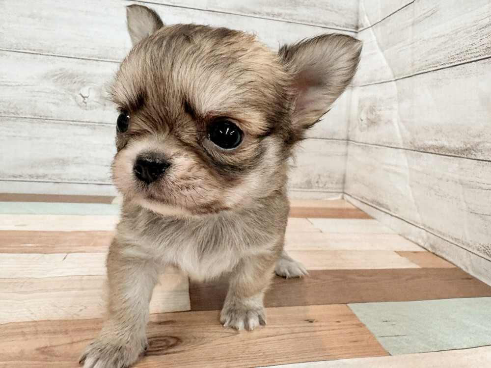 新潟県のチワワ(ロング) (竹内ペット 新潟西店/2025年11月2日生まれ/男の子/フォーン)の子犬の4枚目の画像