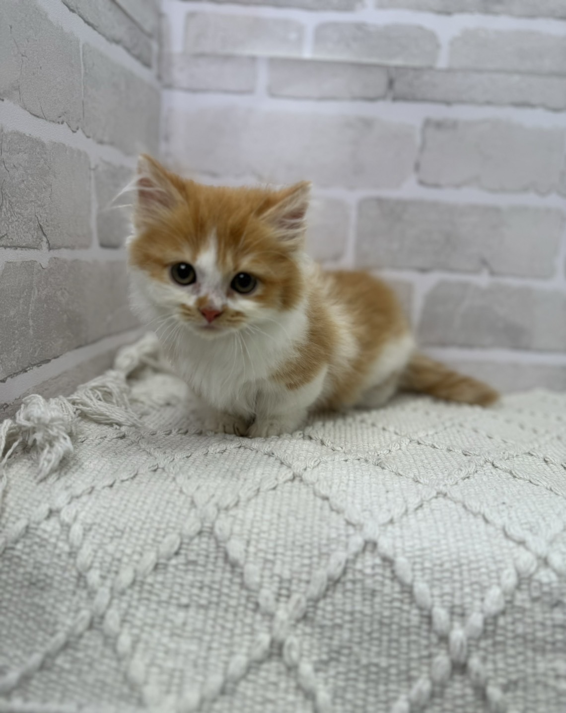 埼玉県のマンチカン (PETSHOP FATIS/2024年3月29日生まれ/男の子/レッドタビーホワイト)の子猫