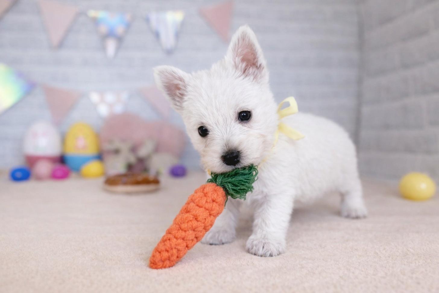 北海道のウエストハイランドホワイトテリア (ペットショップだんぼ/2026年1月29日生まれ/女の子/ホワイト)の子犬