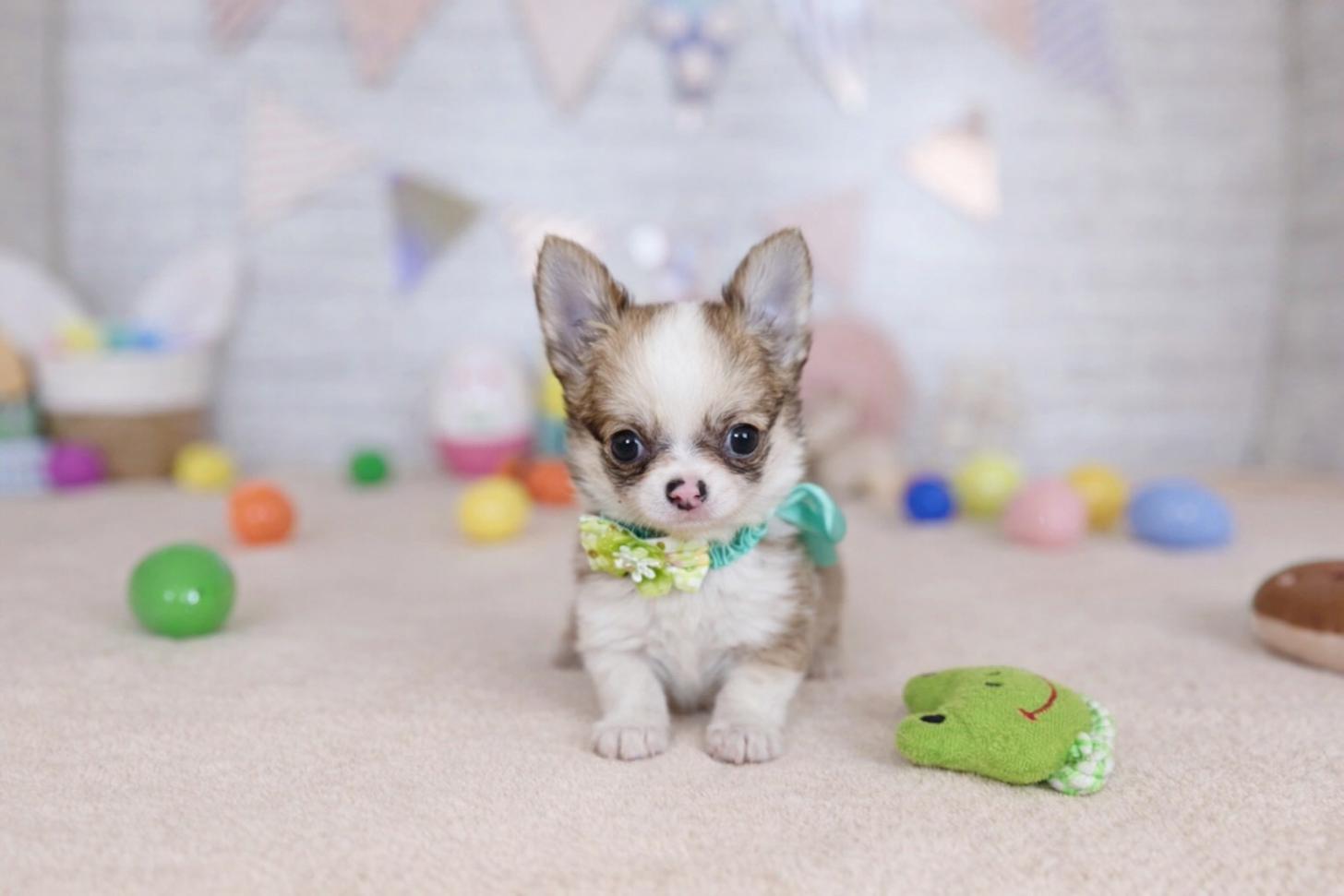 北海道のチワワ(ロング) (ペットショップだんぼ/2026年1月26日生まれ/男の子/レッドホワイト)の子犬