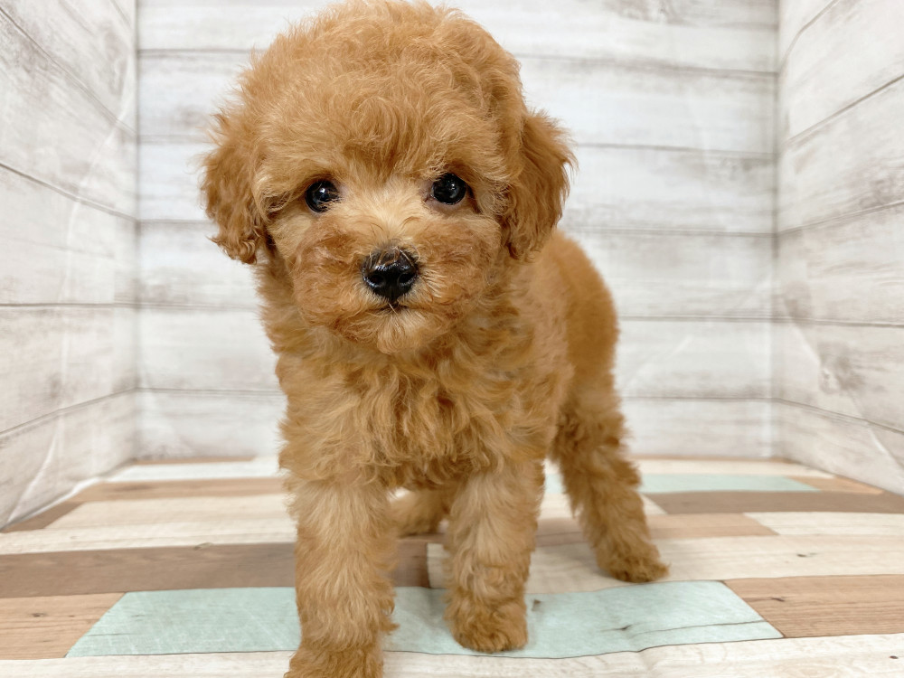 新潟県のトイプードル(トイ) (竹内ペット 新津本店/2026年6月27日生まれ/女の子/レッド)の子犬の1枚目の画像