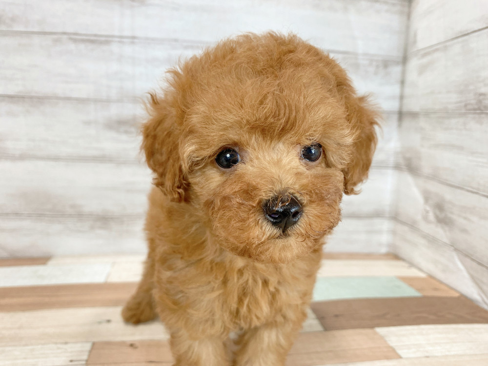 新潟県のトイプードル(トイ) (竹内ペット 新津本店/2026年6月27日生まれ/女の子/レッド)の子犬の2枚目の画像