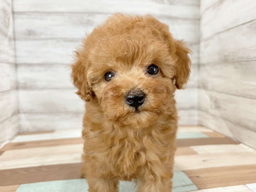新潟県のトイプードル(トイ) (竹内ペット 新津本店/2026年6月27日生まれ/女の子/レッド)の子犬の3枚目の画像