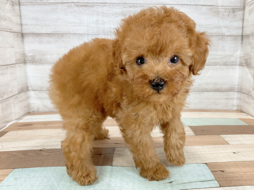 新潟県のトイプードル(トイ) (竹内ペット 新津本店/2026年6月27日生まれ/女の子/レッド)の子犬の4枚目の画像