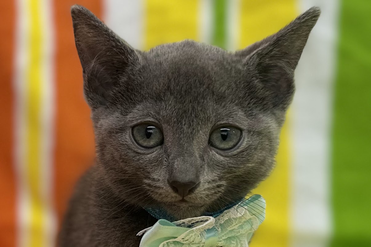 愛知県のロシアンブルー (ハピースペット鳴海店/2025年5月8日生まれ/男の子/ブルー)の子猫の2枚目の画像