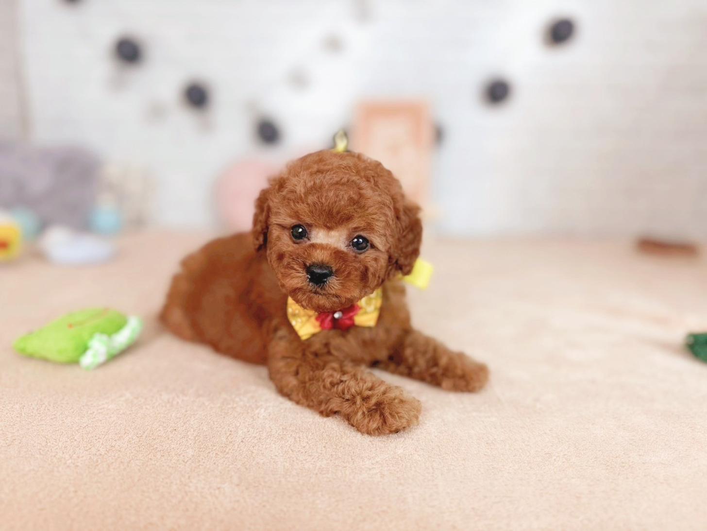 北海道のタイニープードル (ペットショップだんぼ/2025年7月31日生まれ/女の子/レッド)の子犬の3枚目の画像