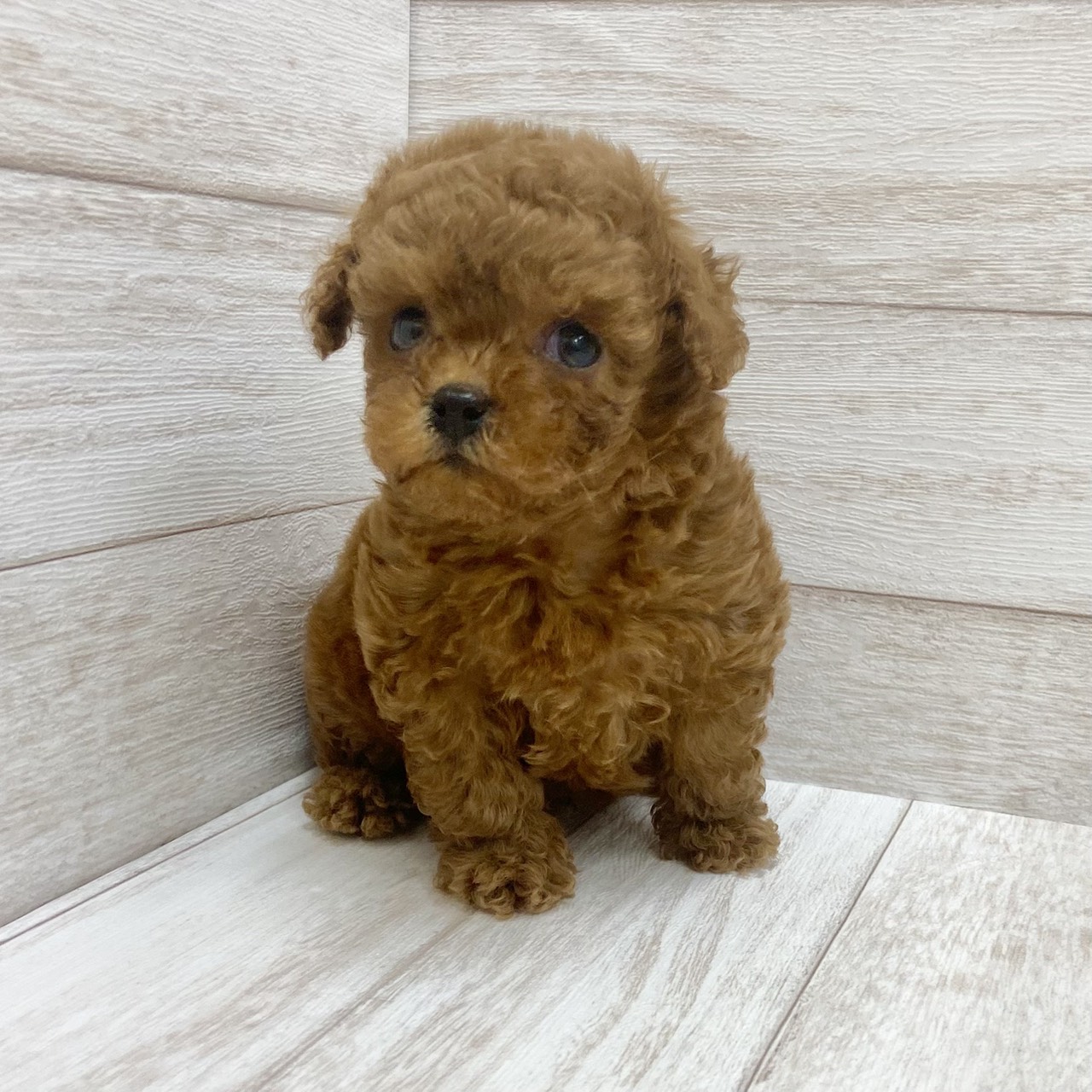 千葉県のトイプードル(トイ) (ペピカファミリー松戸店/2026年6月13日生まれ/男の子/レッド)の子犬の1枚目の画像