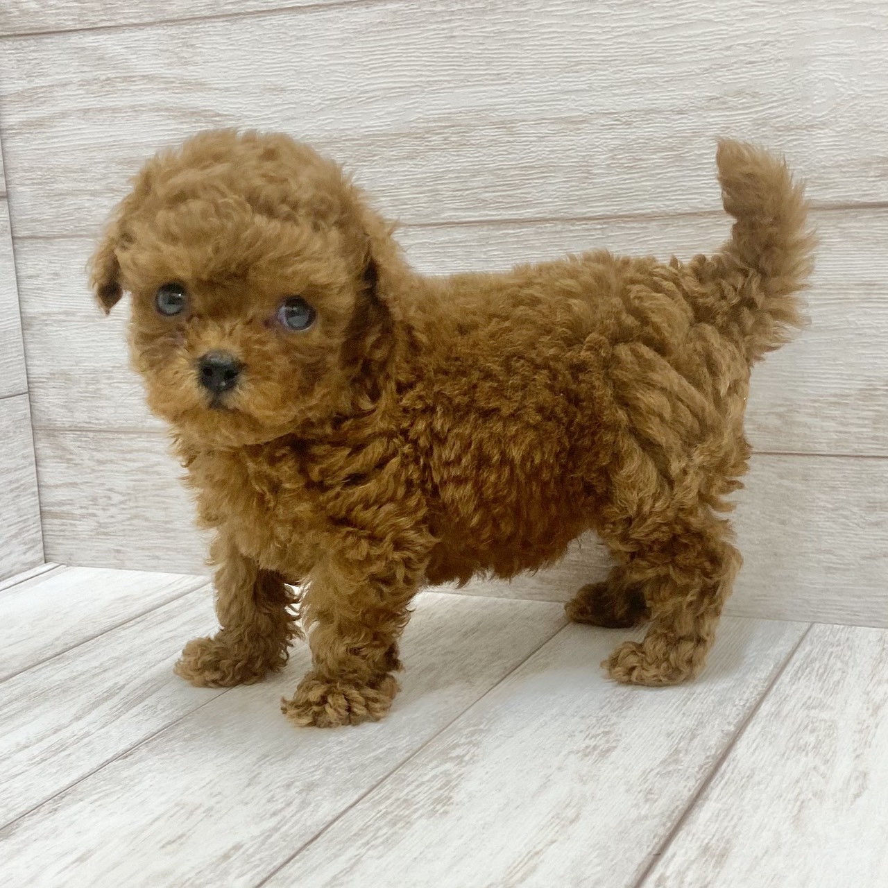 千葉県のトイプードル(トイ) (ペピカファミリー松戸店/2026年6月13日生まれ/男の子/レッド)の子犬の2枚目の画像