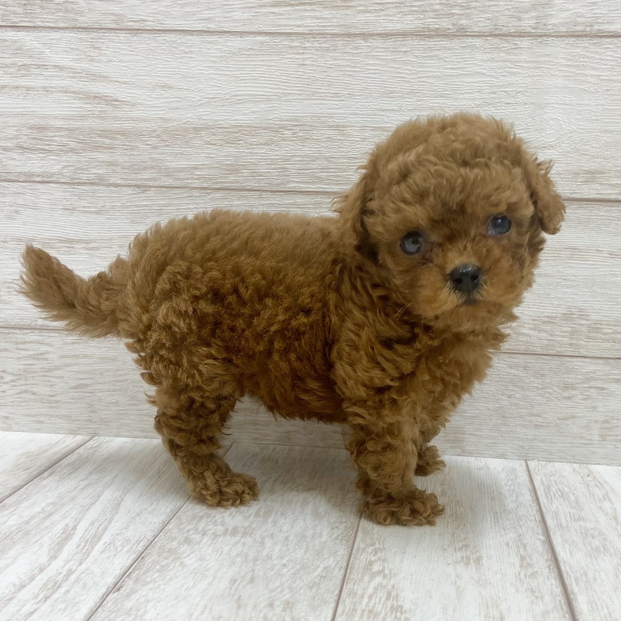 千葉県のトイプードル(トイ) (ペピカファミリー松戸店/2026年6月13日生まれ/男の子/レッド)の子犬の3枚目の画像