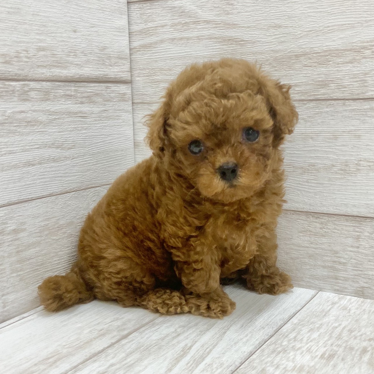 千葉県のトイプードル(トイ) (ペピカファミリー松戸店/2026年6月13日生まれ/男の子/レッド)の子犬の4枚目の画像