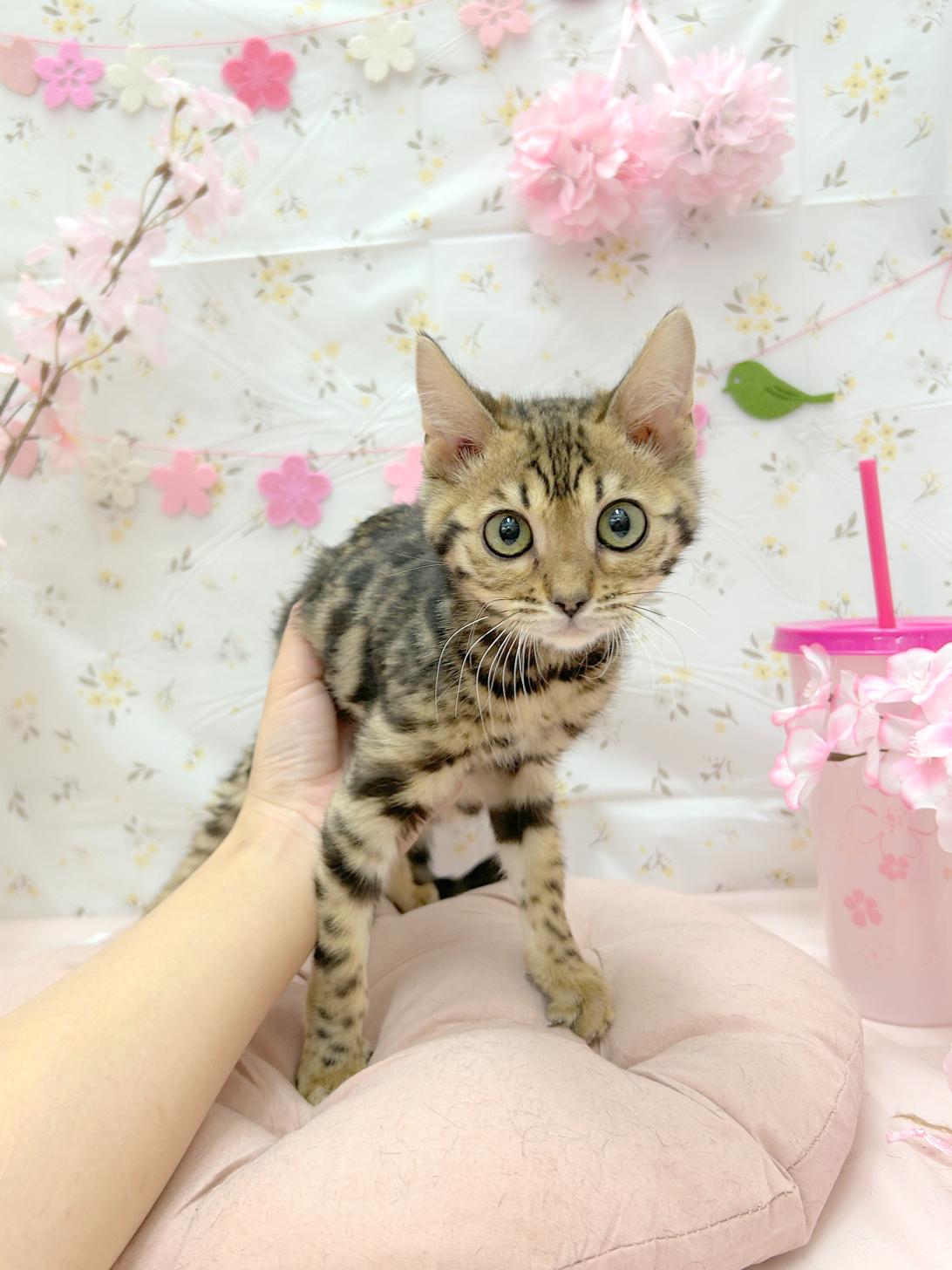 北海道のベンガル (ラブワンコ平岸店/2026年1月26日生まれ/女の子/ブラウンスポットタビー)の子猫