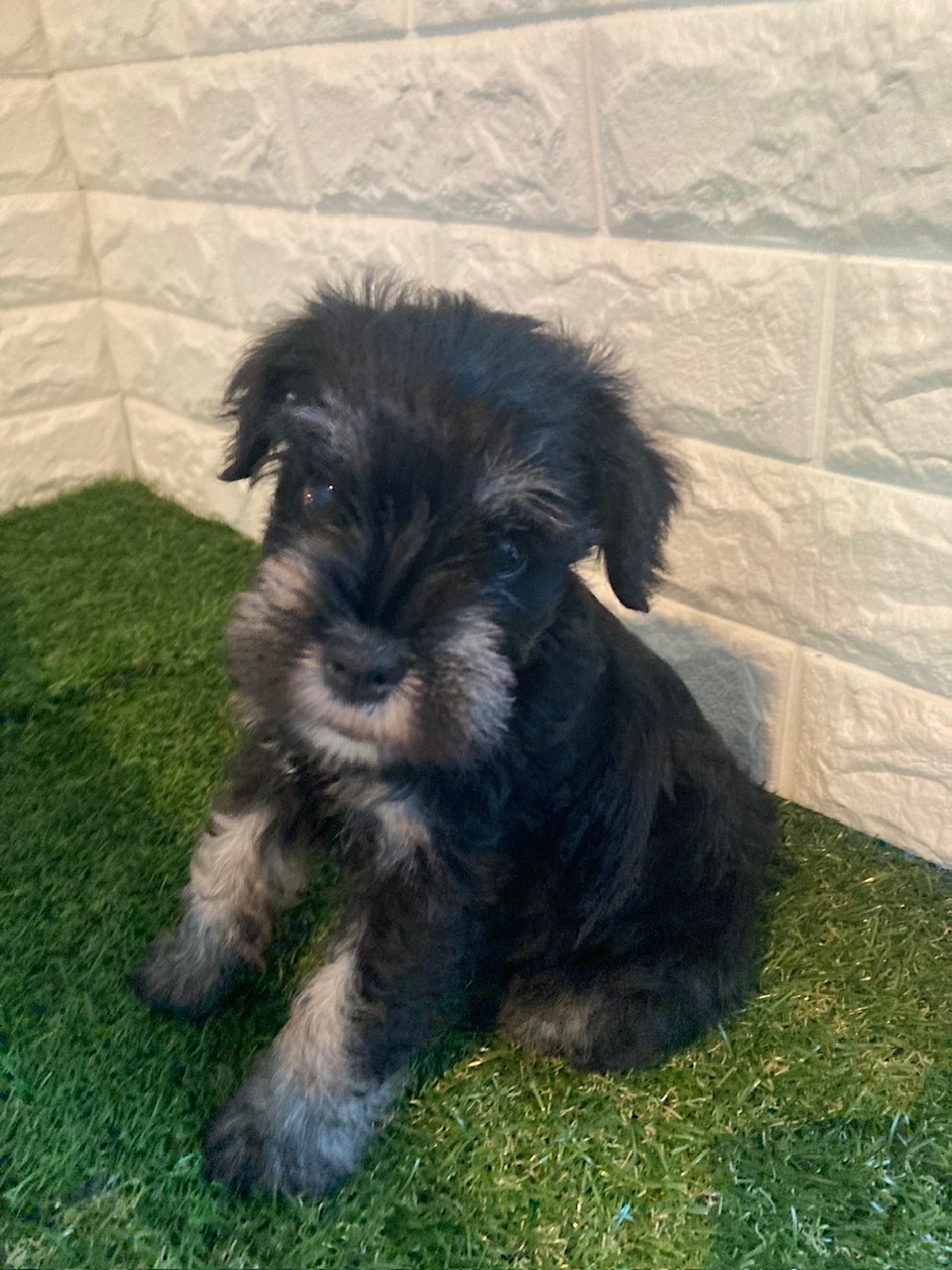 東京都のミニチュアシュナウザー (ペットショップcoco東京港区店/2025年8月25日生まれ/女の子/ブラックシルバー)の子犬