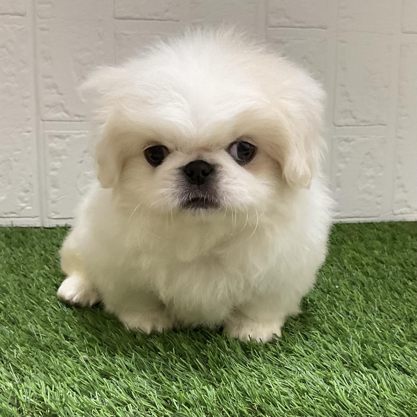 佐賀県のペキニーズ (ドッグズホーム佐賀店/2026年2月10日生まれ/男の子/ホワイト)の子犬