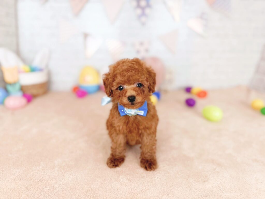 北海道のトイプードル(トイ) (ペットショップだんぼ/2026年4月30日生まれ/男の子/レッド)の子犬の1枚目の画像
