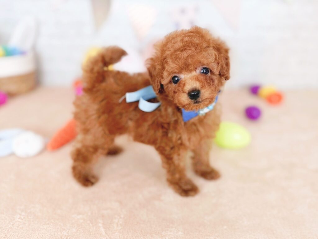北海道のトイプードル(トイ) (ペットショップだんぼ/2026年4月30日生まれ/男の子/レッド)の子犬の2枚目の画像