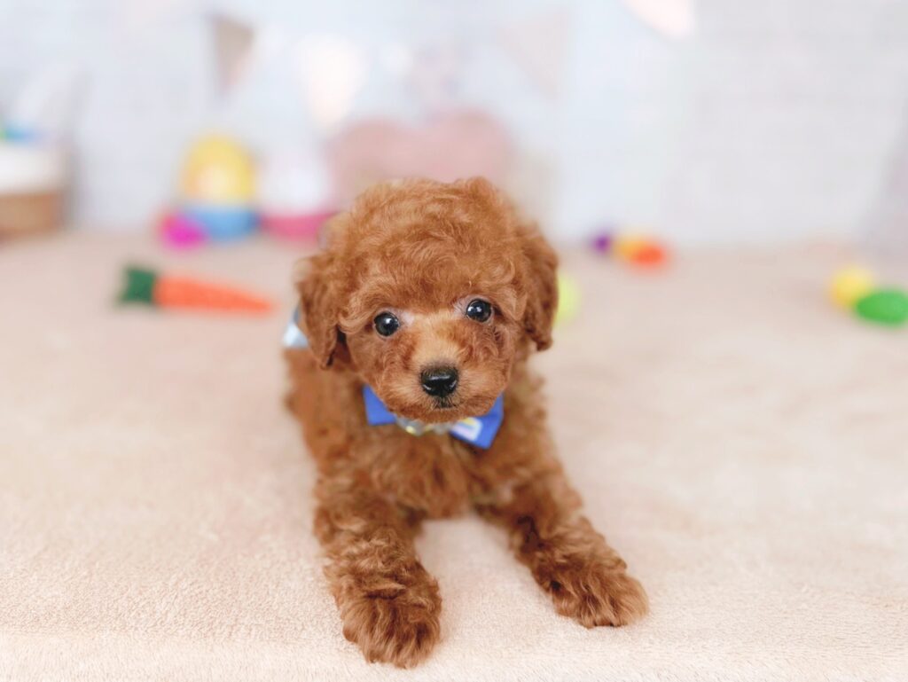 北海道のトイプードル(トイ) (ペットショップだんぼ/2026年4月30日生まれ/男の子/レッド)の子犬の3枚目の画像