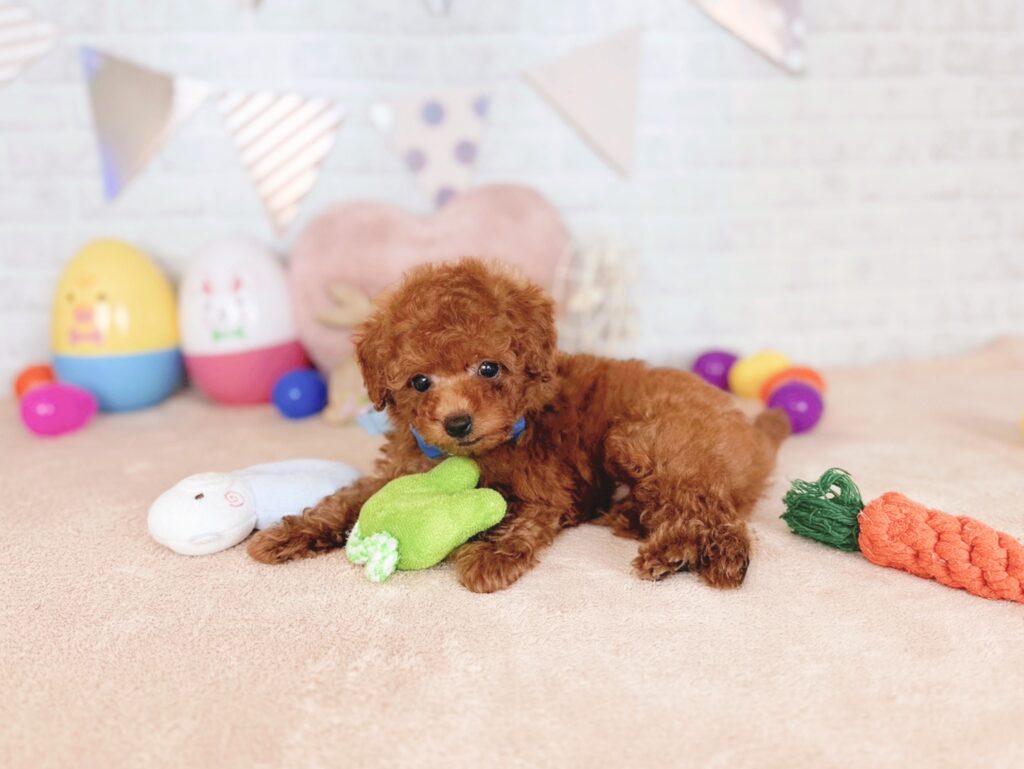 北海道のトイプードル(トイ) (ペットショップだんぼ/2026年4月30日生まれ/男の子/レッド)の子犬の4枚目の画像